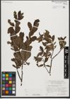 Foto von Salix waldsteiniana Willd.